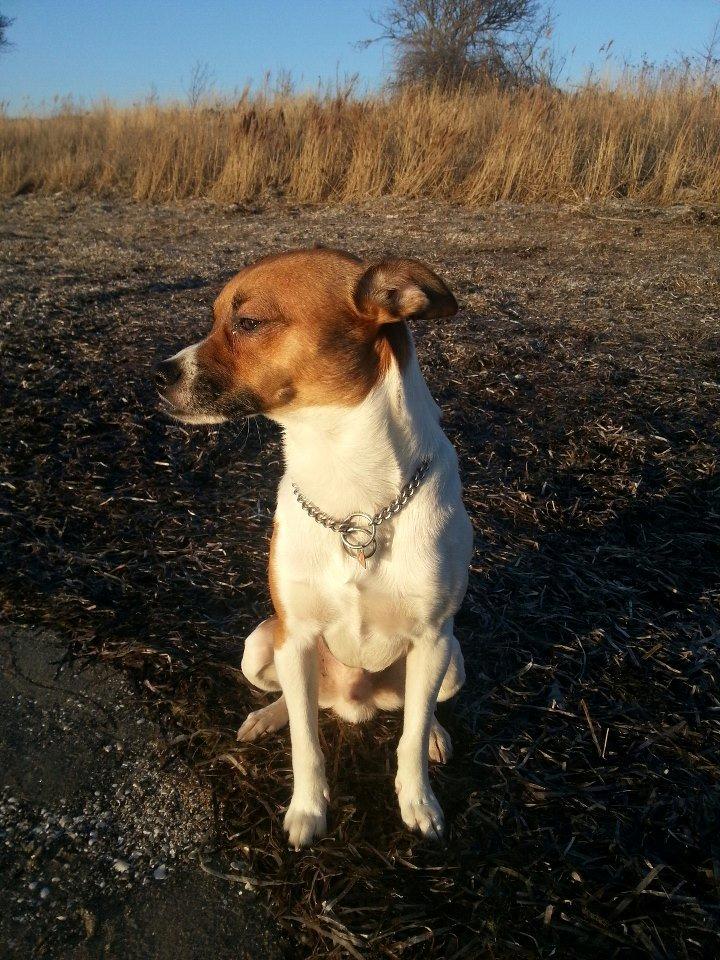Dansk svensk gaardhund Chico billede 10