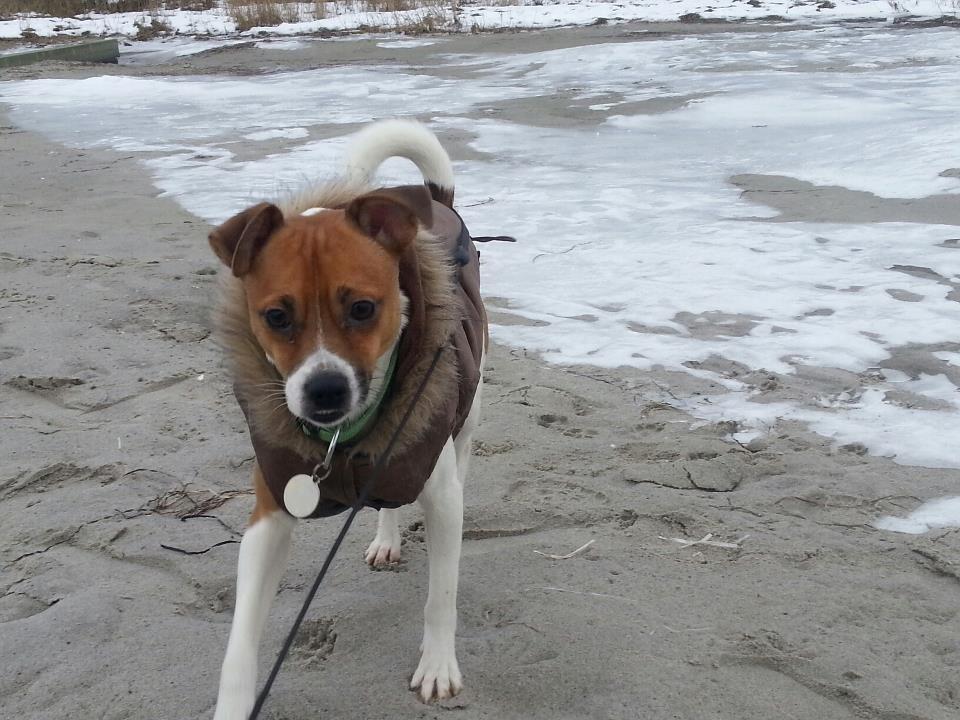 Dansk svensk gaardhund Chico billede 20