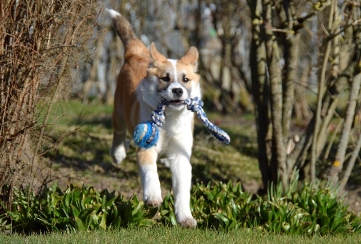 Islandsk fårehund Freddi billede 19