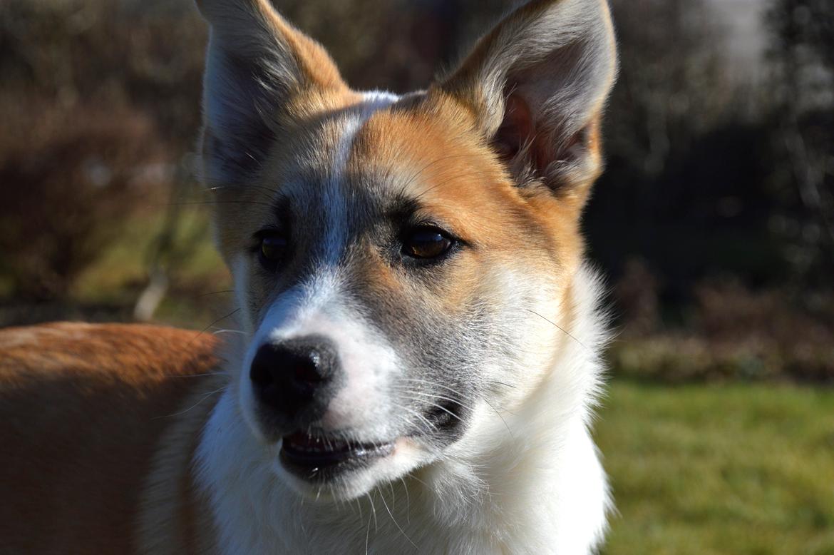 Islandsk fårehund Freddi billede 20