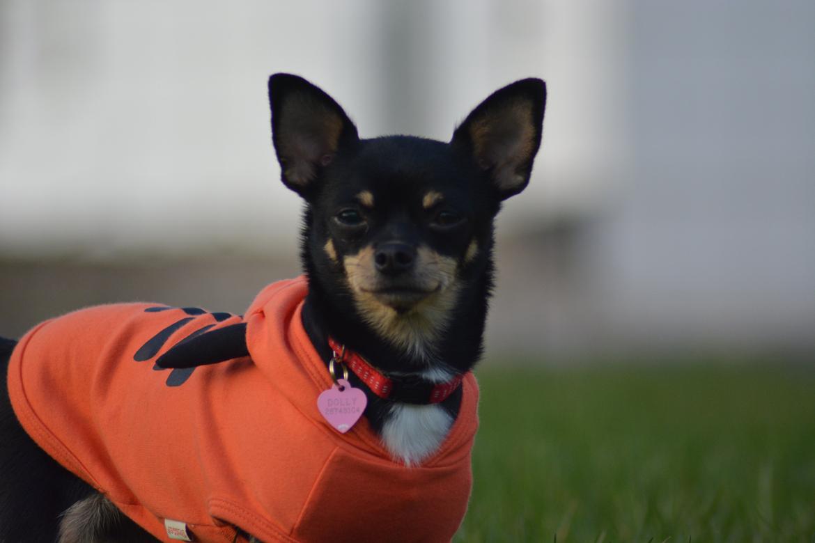 Chihuahua Dolly billede 6