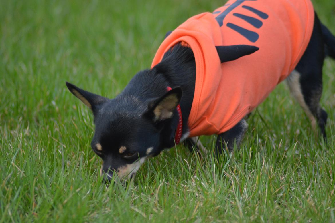 Chihuahua Dolly billede 7