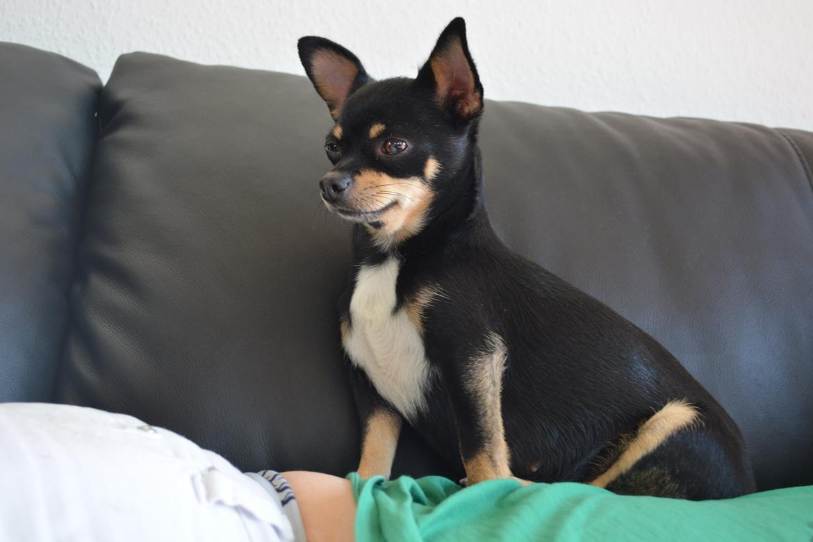 Chihuahua Dolly billede 9