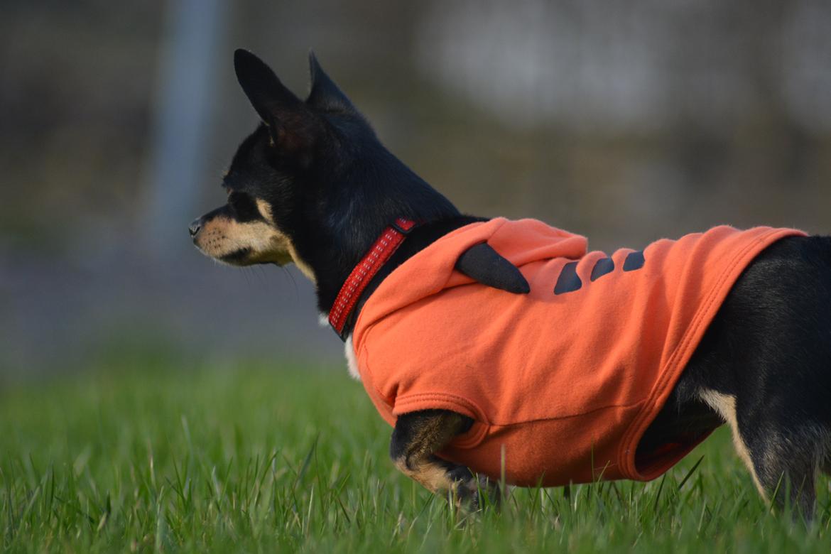 Chihuahua Dolly billede 10