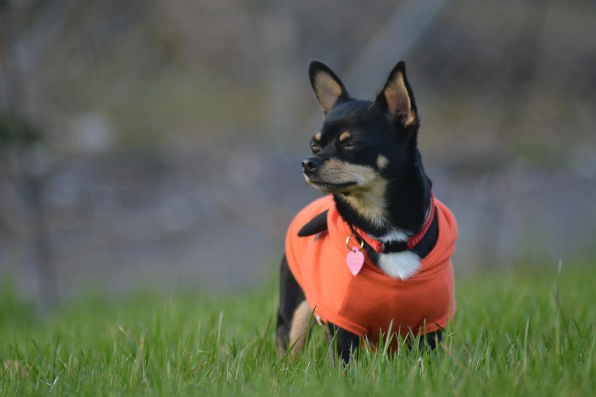 Chihuahua Dolly billede 11