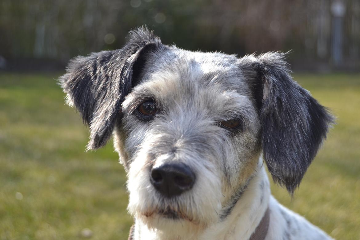 Blanding af racer Dexter (dingse) billede 16