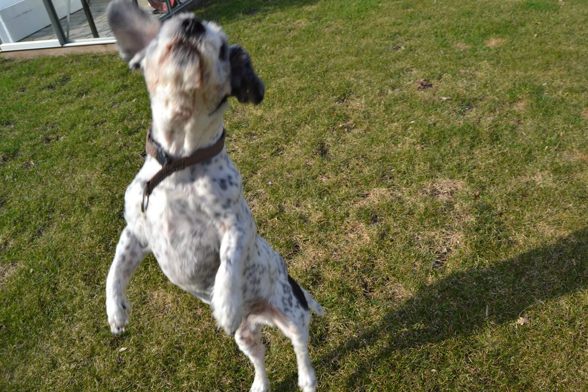 Blanding af racer Dexter (dingse) billede 17