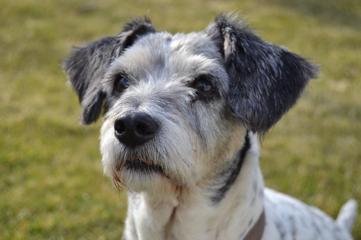 Blanding af racer Dexter (dingse) billede 19