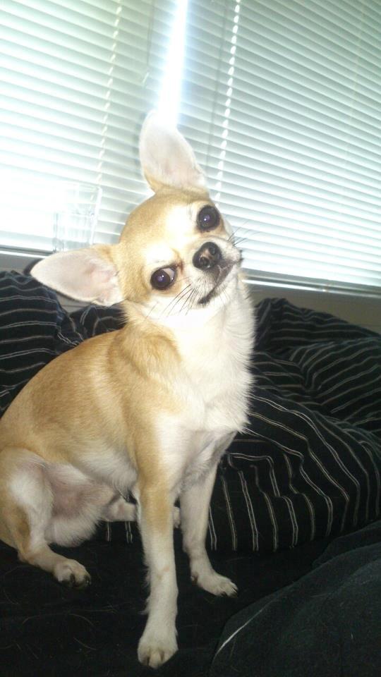 Chihuahua Tiko <3 billede 12