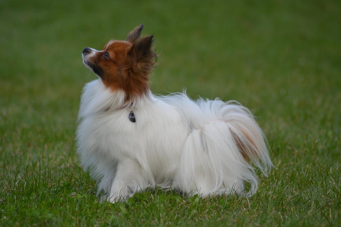 Blanding af racer Pappi billede 2