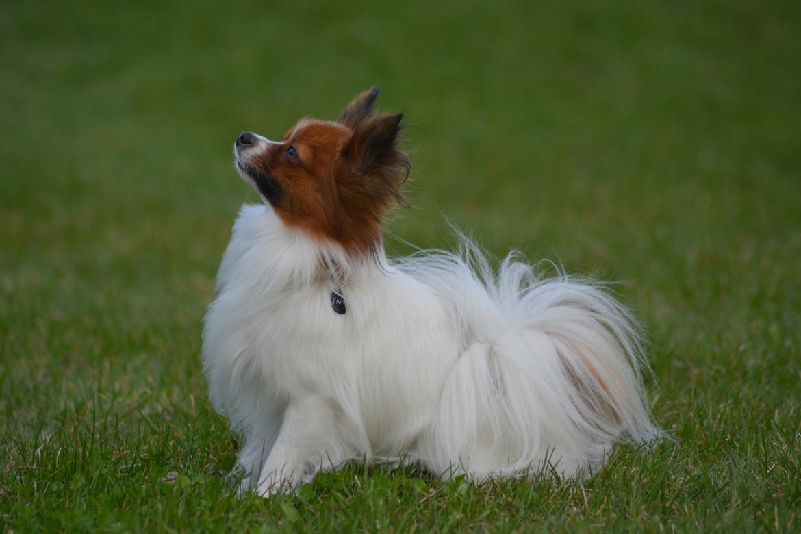 Blanding af racer Pappi billede 11