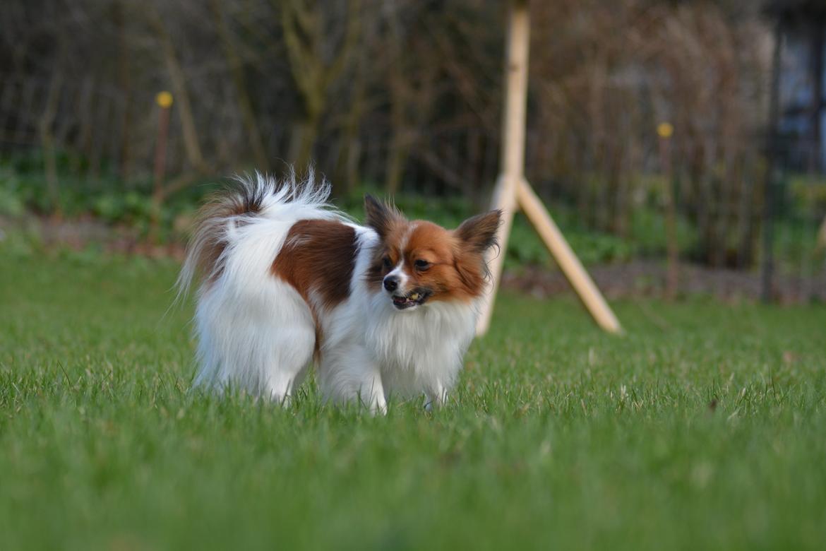 Blanding af racer Pappi billede 12