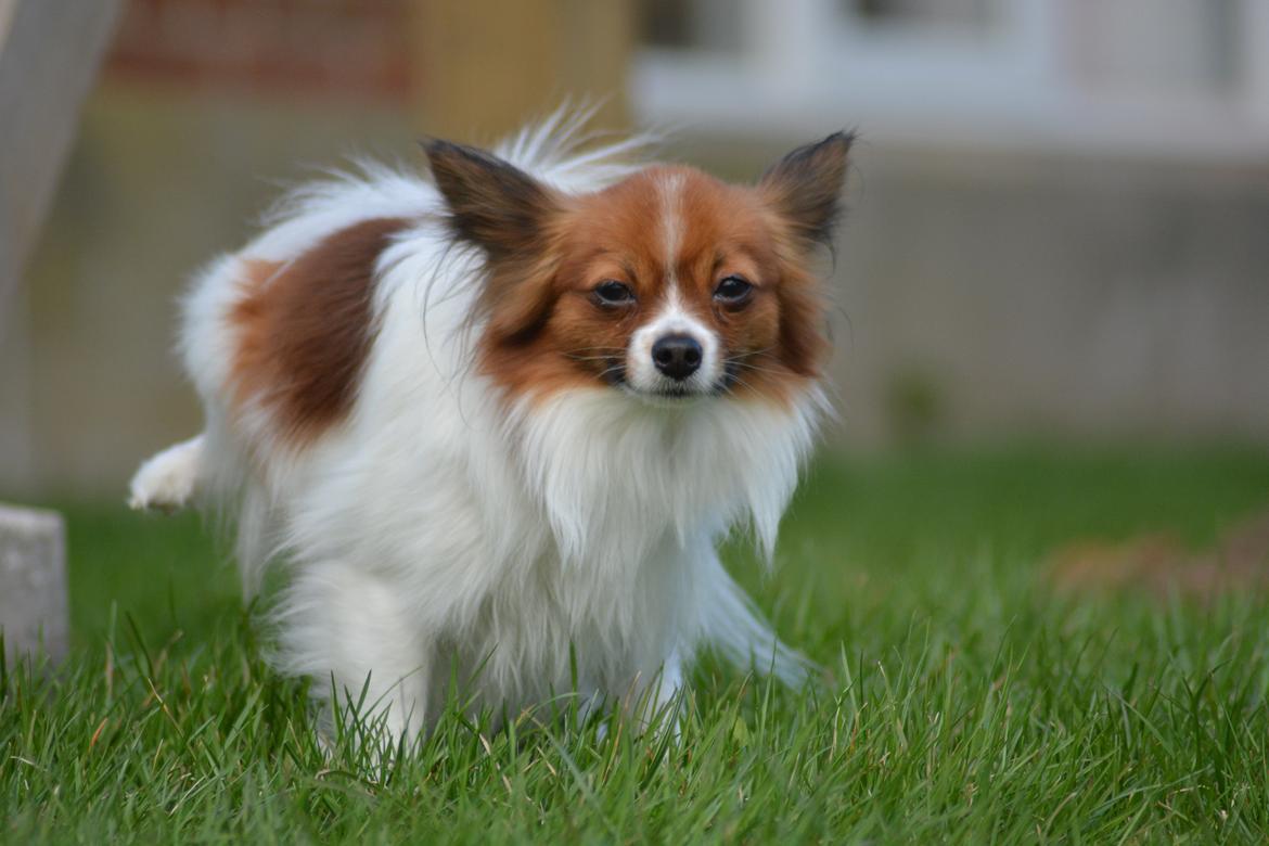 Blanding af racer Pappi billede 13