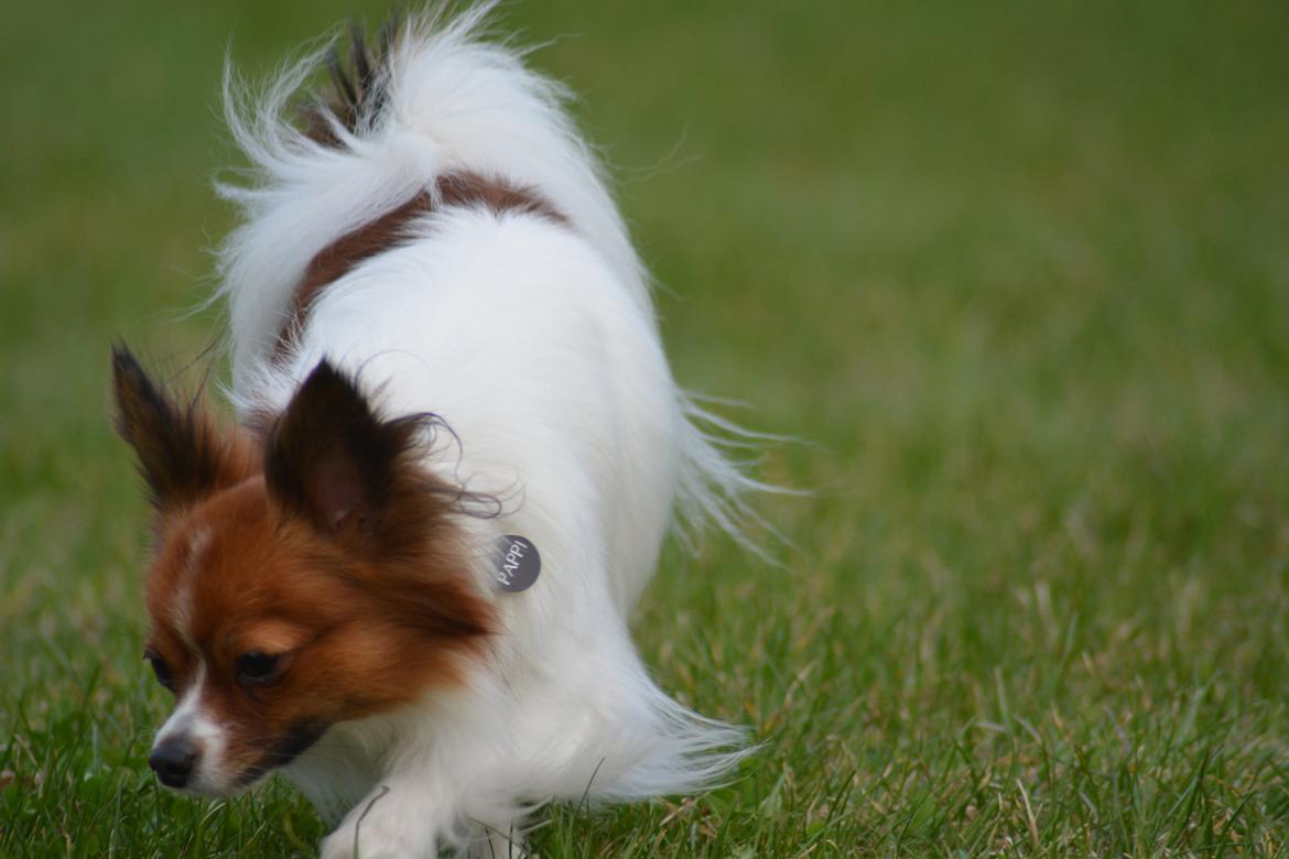 Blanding af racer Pappi billede 5