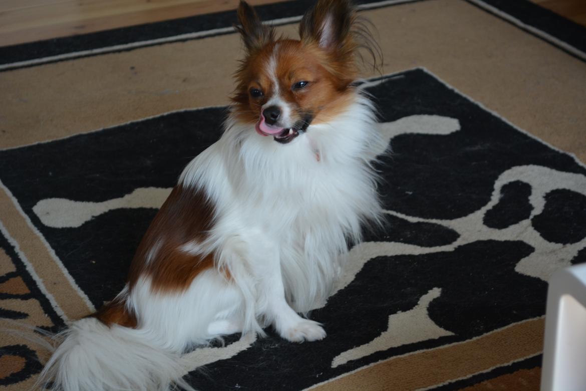 Blanding af racer Pappi billede 14