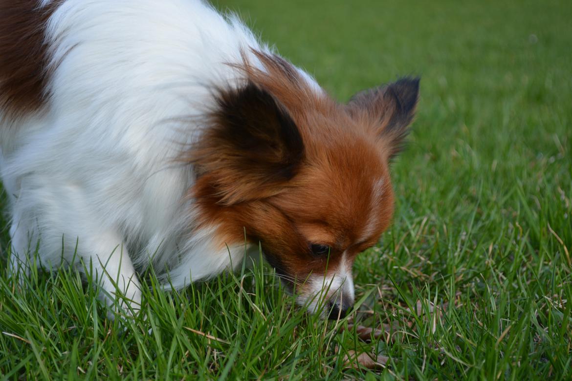 Blanding af racer Pappi billede 15