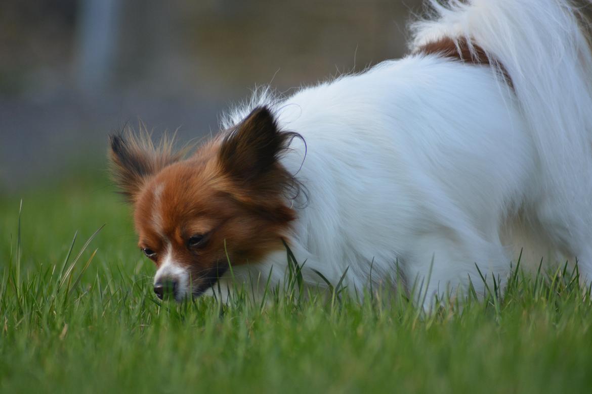 Blanding af racer Pappi billede 16