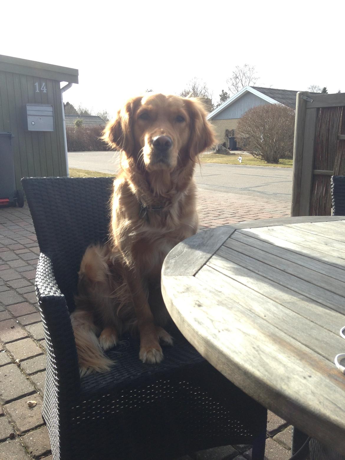 Golden retriever Casia billede 1