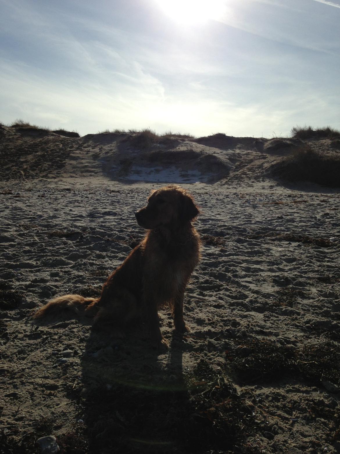 Golden retriever Casia billede 3