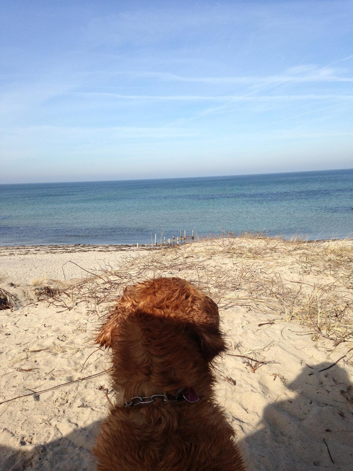 Golden retriever Casia billede 2