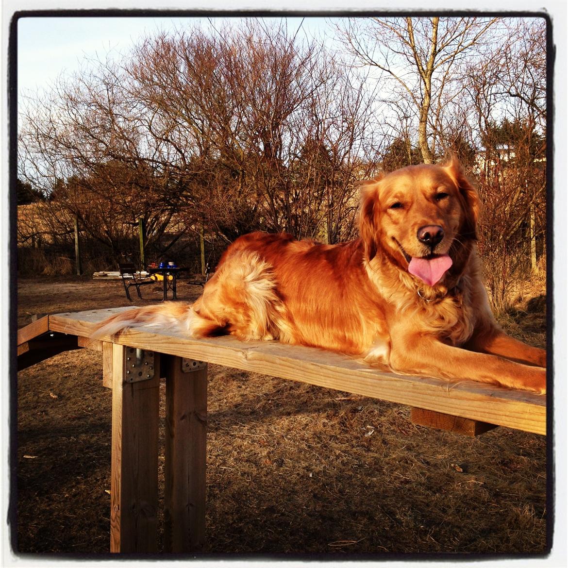 Golden retriever Casia billede 4