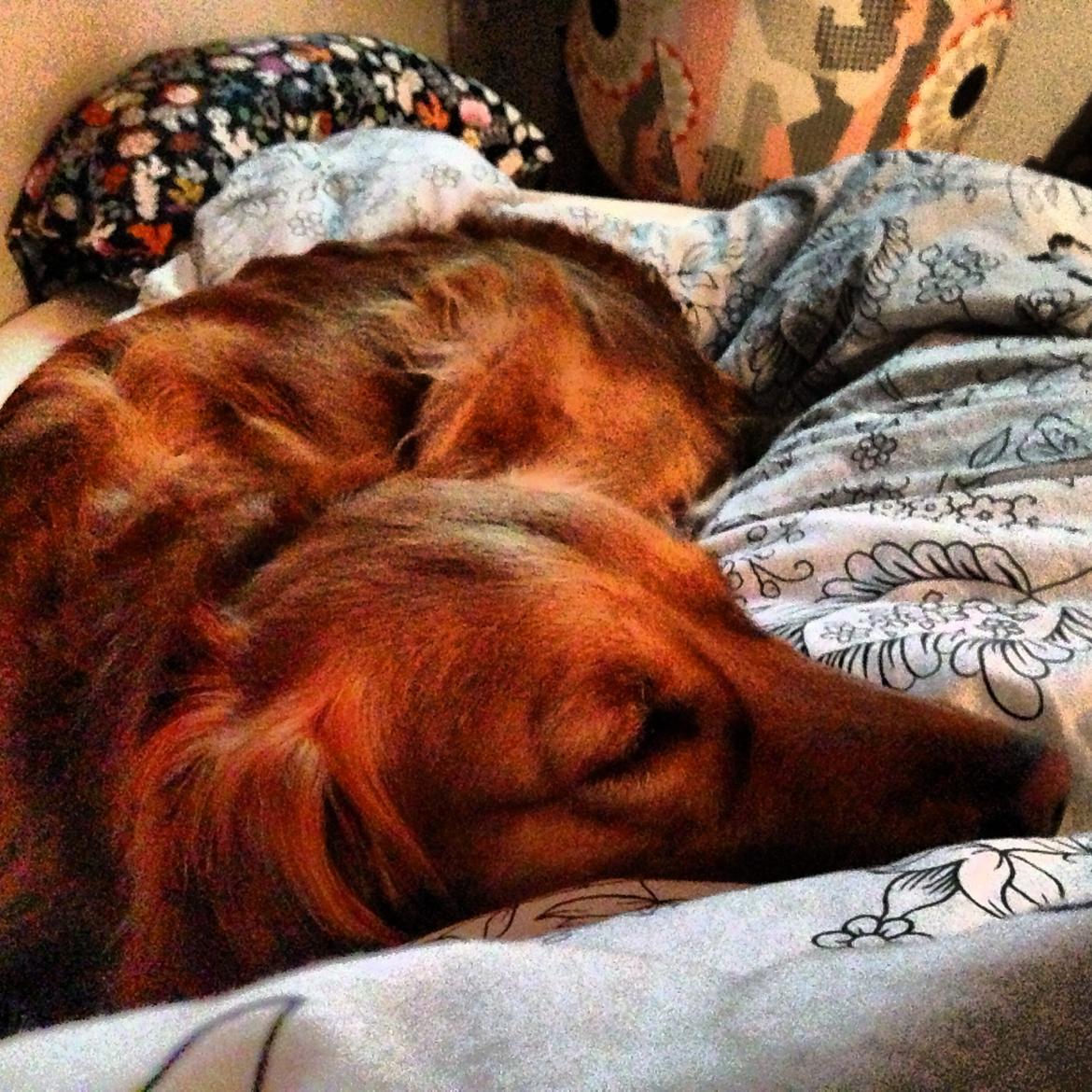 Golden retriever Casia billede 5