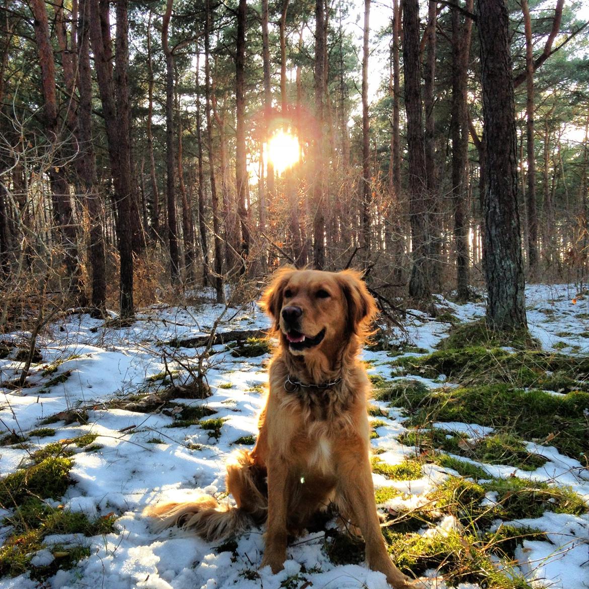 Golden retriever Casia billede 6