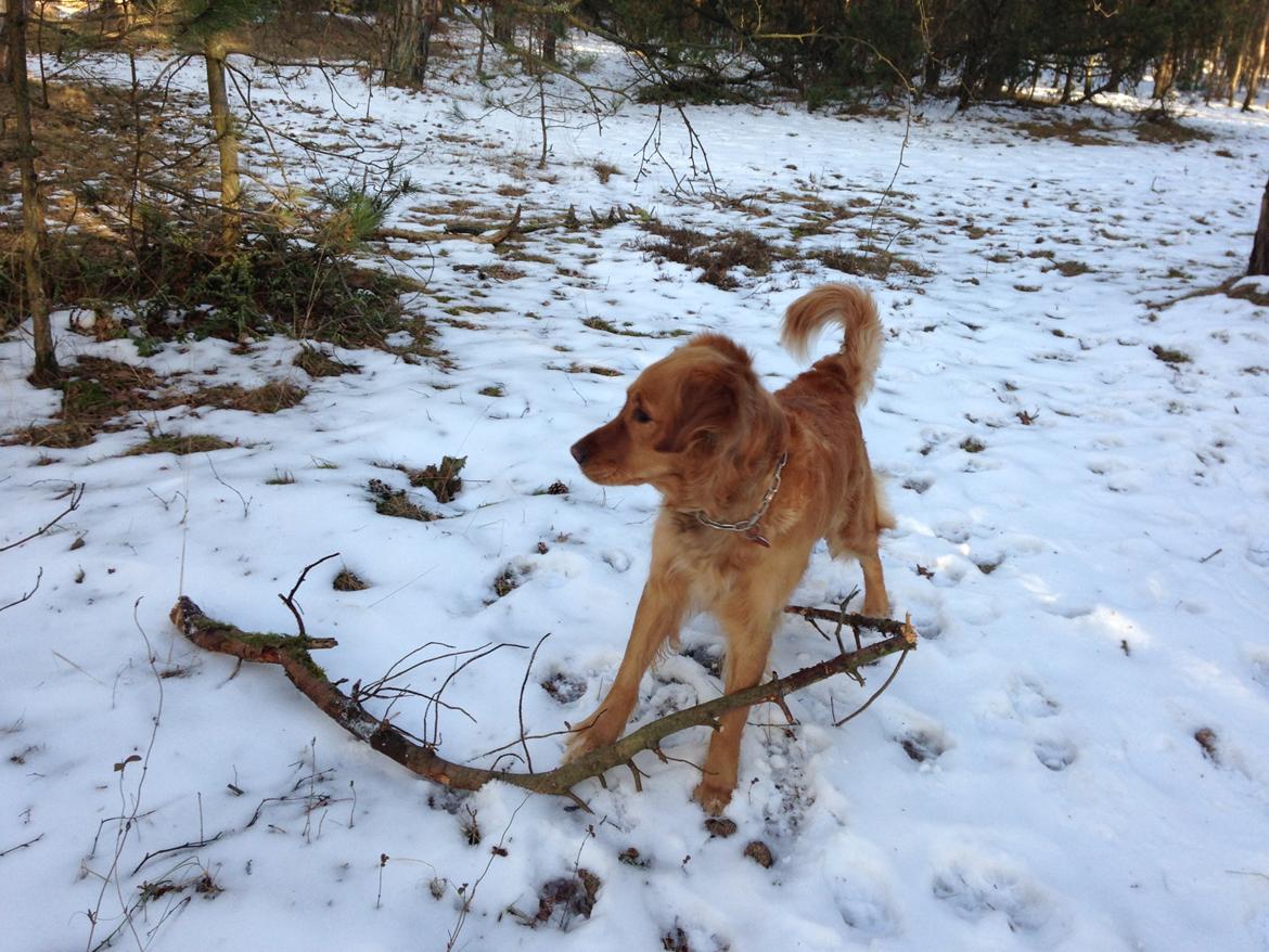 Golden retriever Casia billede 7