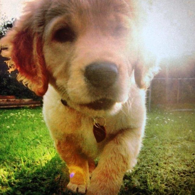 Golden retriever Casia billede 8