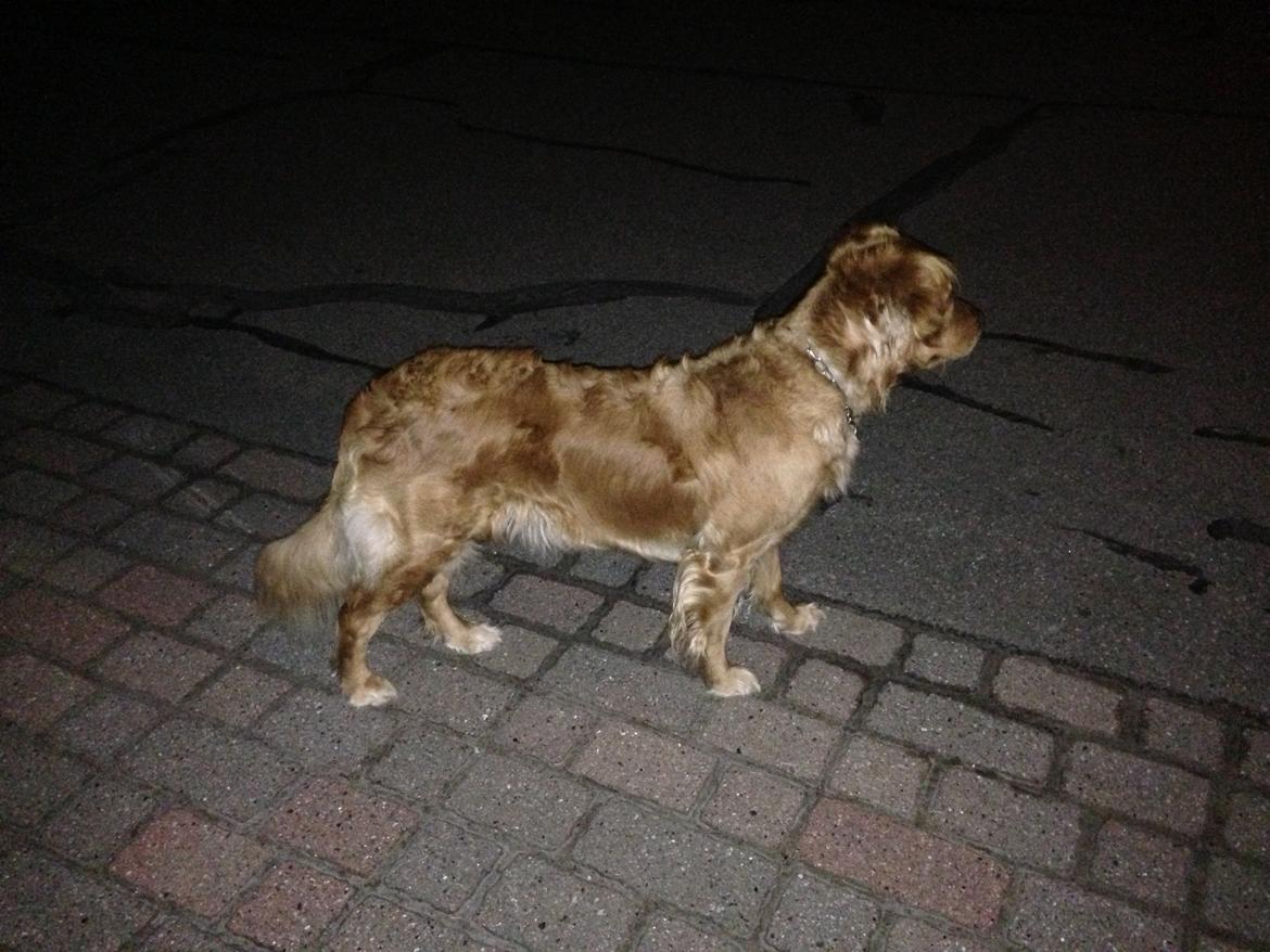 Golden retriever Casia billede 9