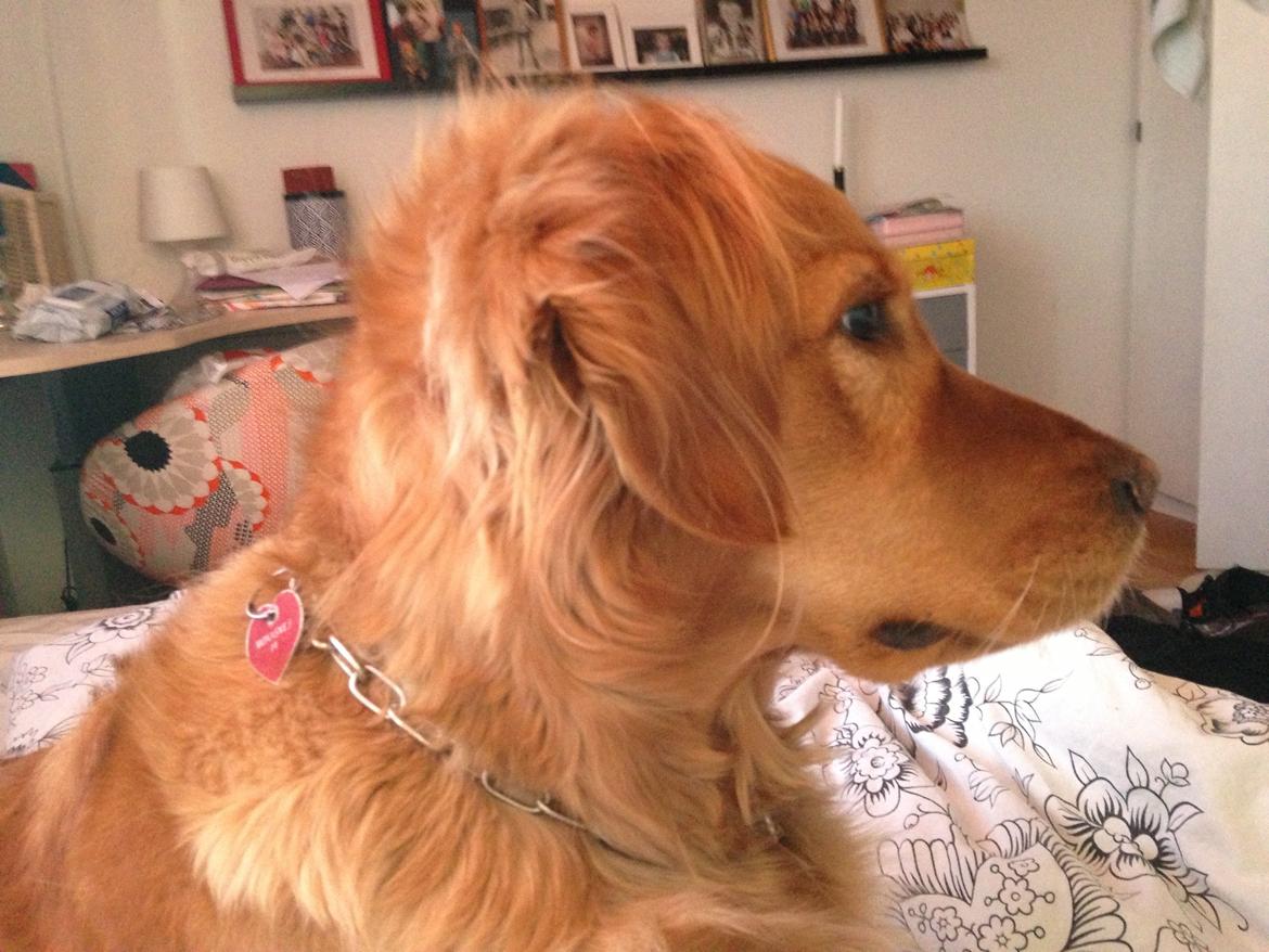 Golden retriever Casia billede 10