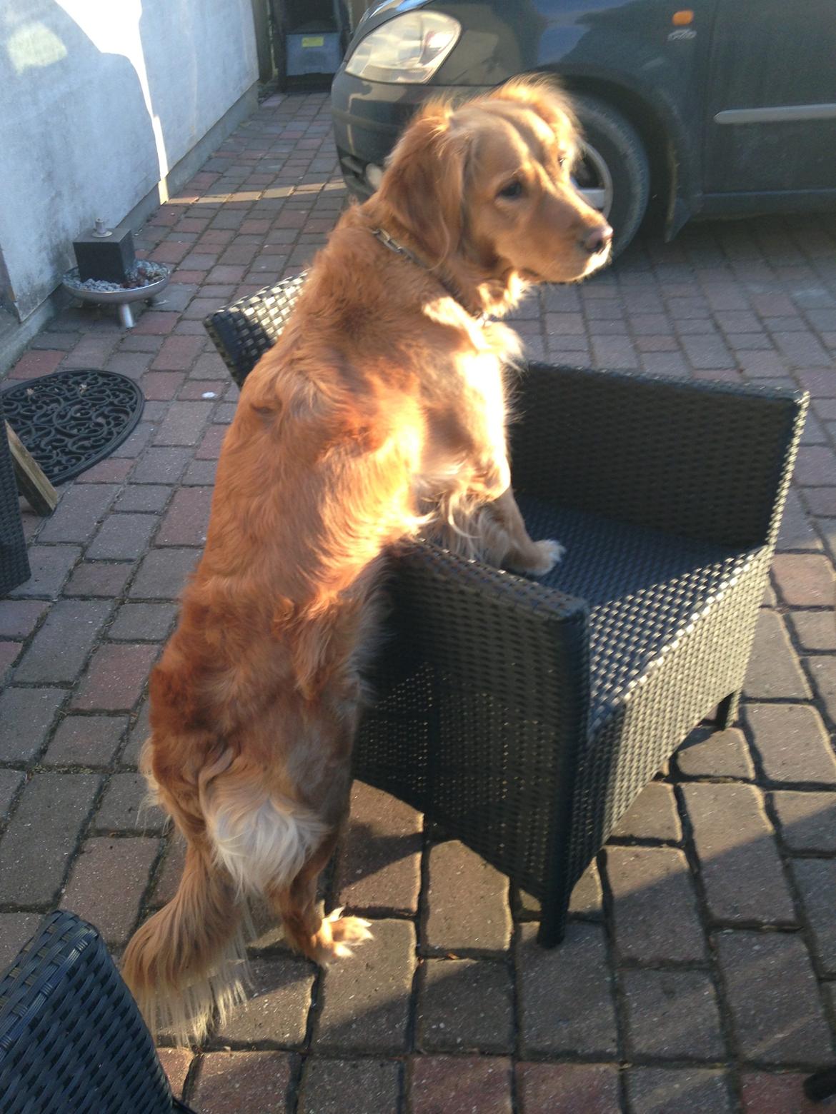 Golden retriever Casia billede 11