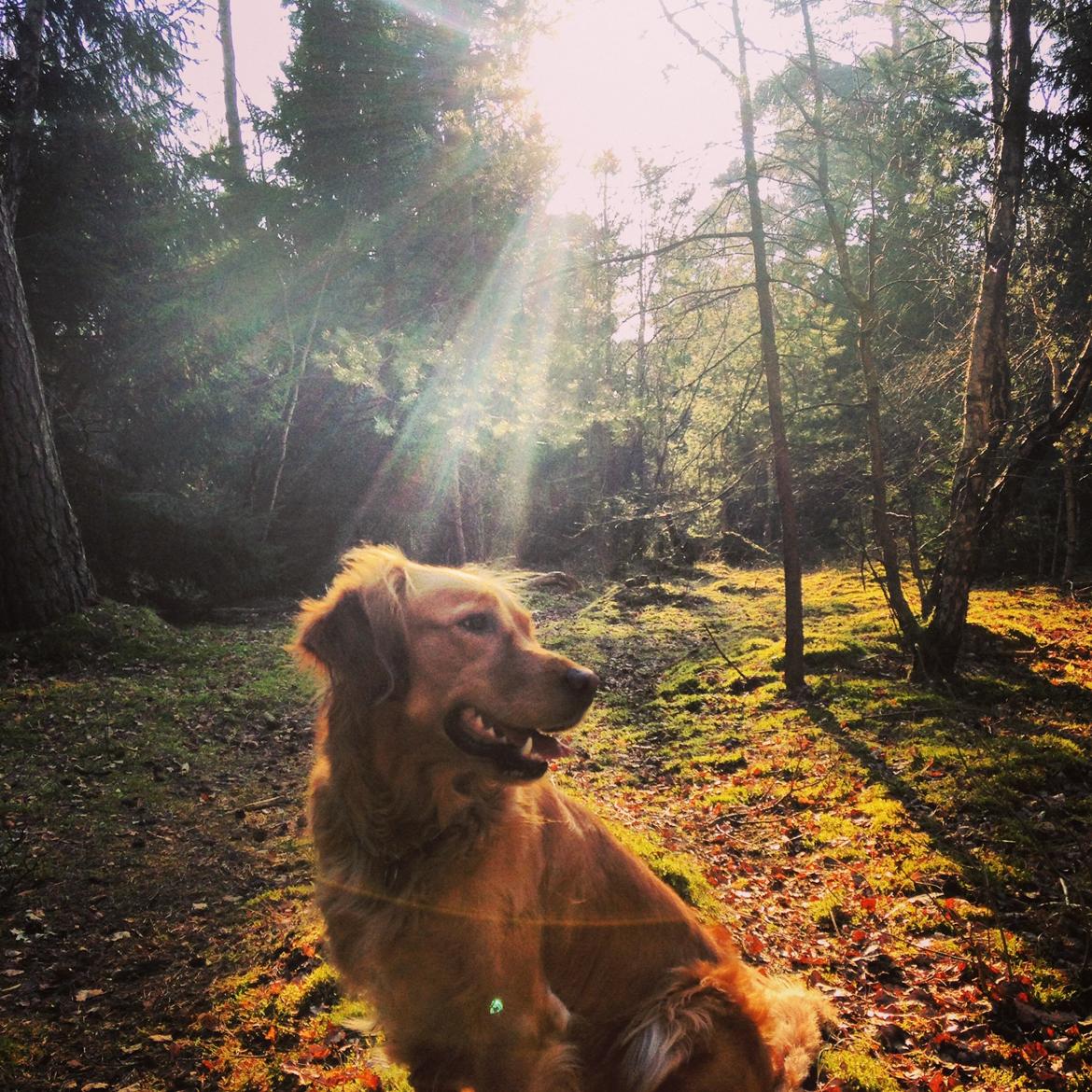 Golden retriever Casia billede 12