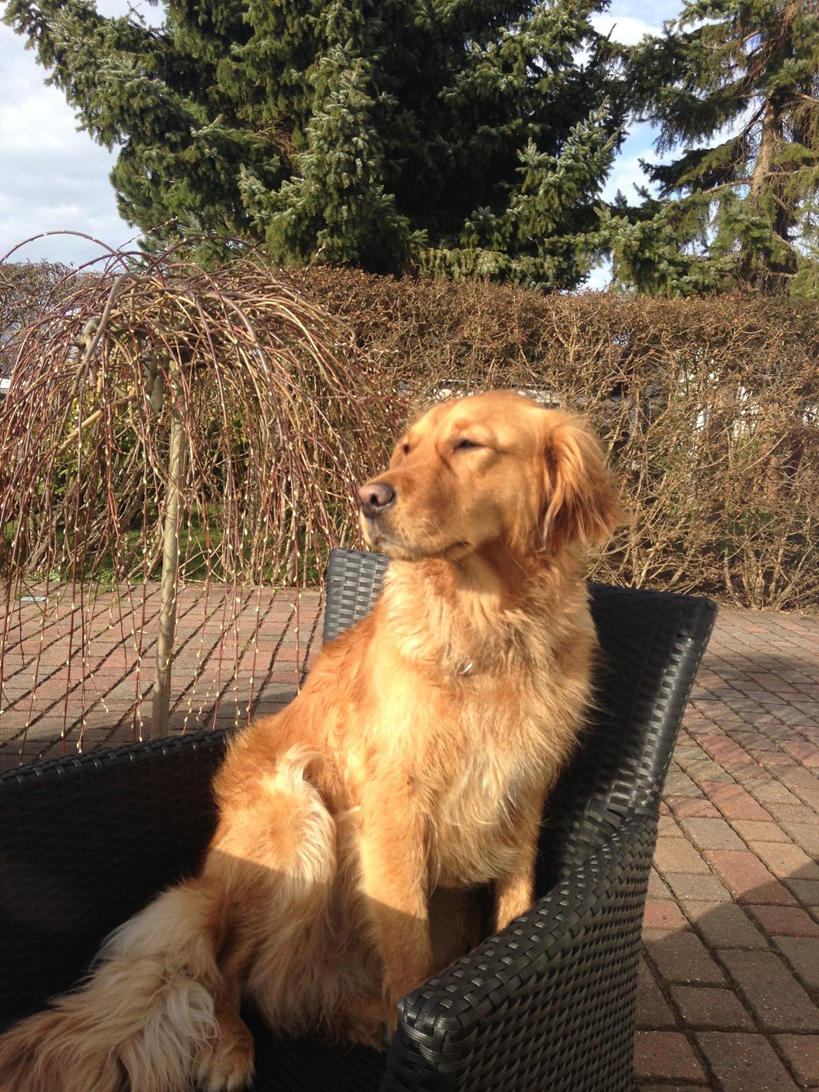 Golden retriever Casia billede 13