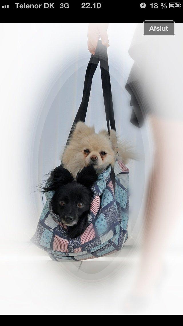 Pomeranian Saby:) (MIN) billede 14