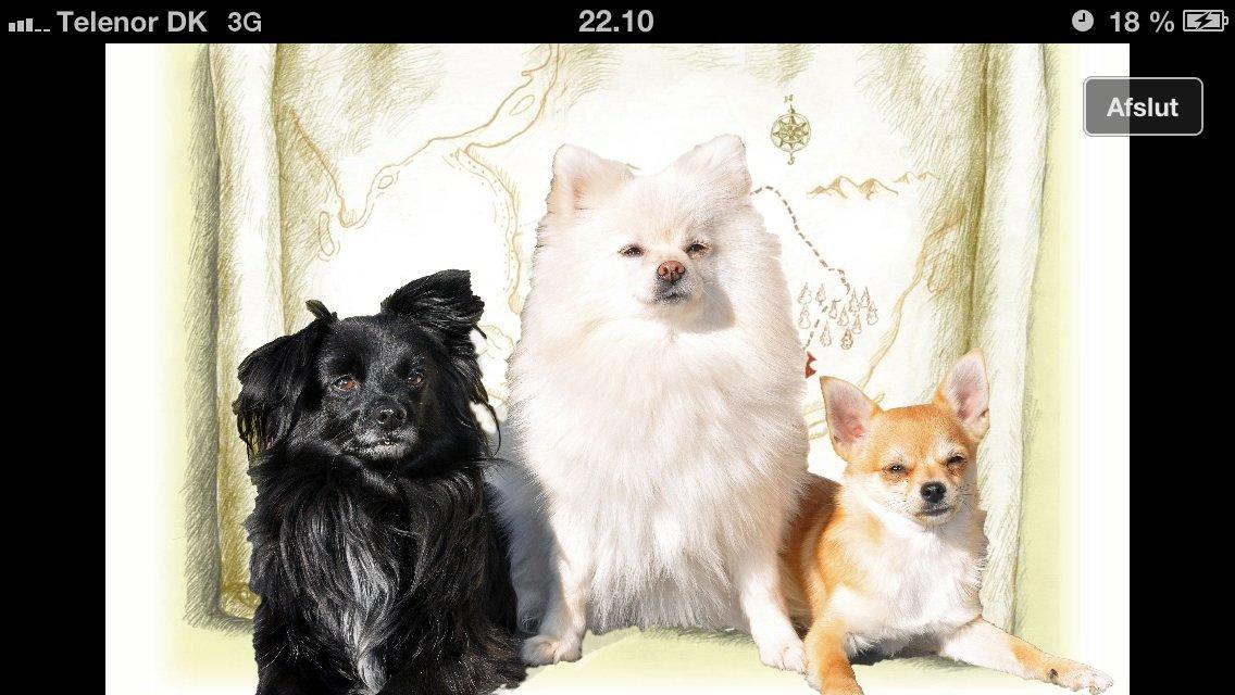 Pomeranian Saby:) (MIN) billede 15