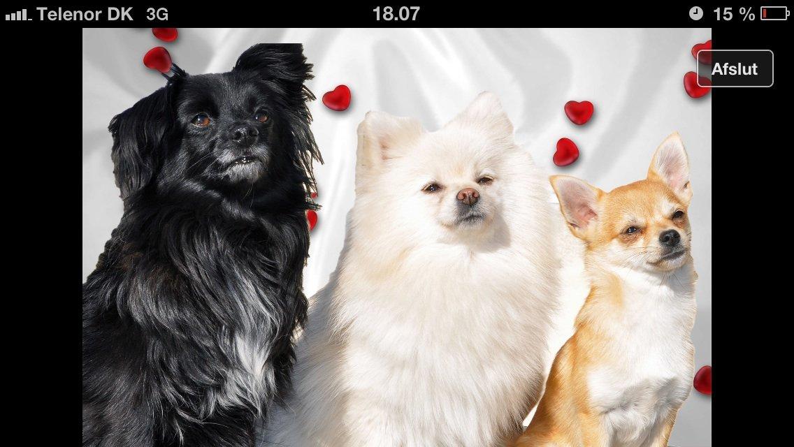 Pomeranian Saby:) (MIN) billede 16