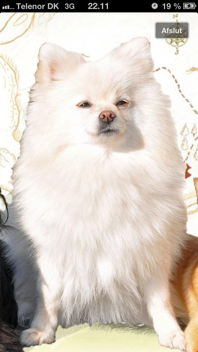 Pomeranian Saby:) (MIN) billede 17