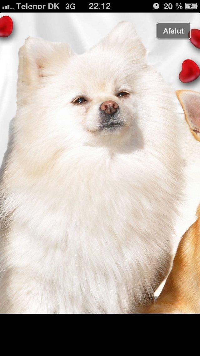 Pomeranian Saby:) (MIN) billede 18