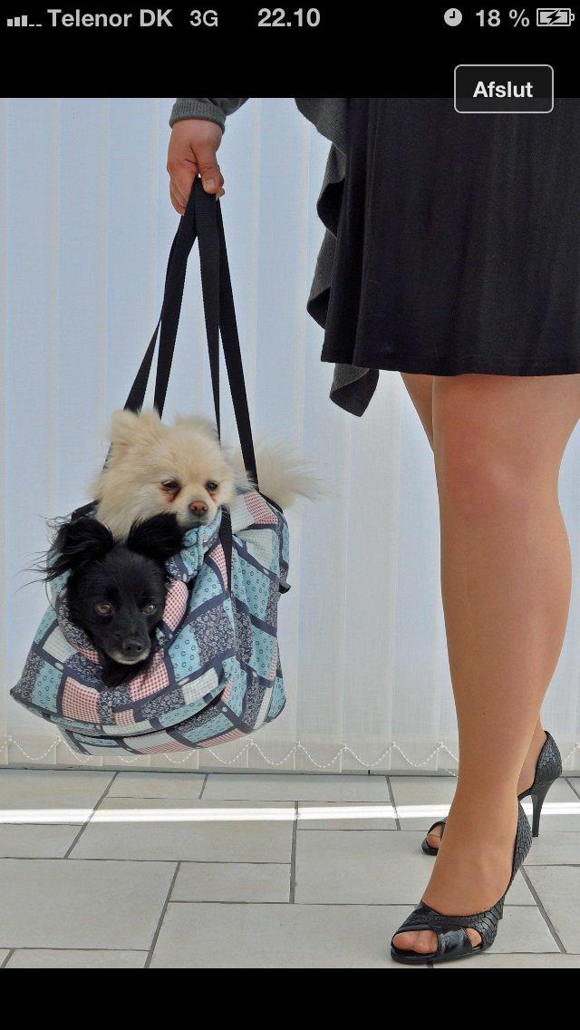 Pomeranian Saby:) (MIN) billede 19