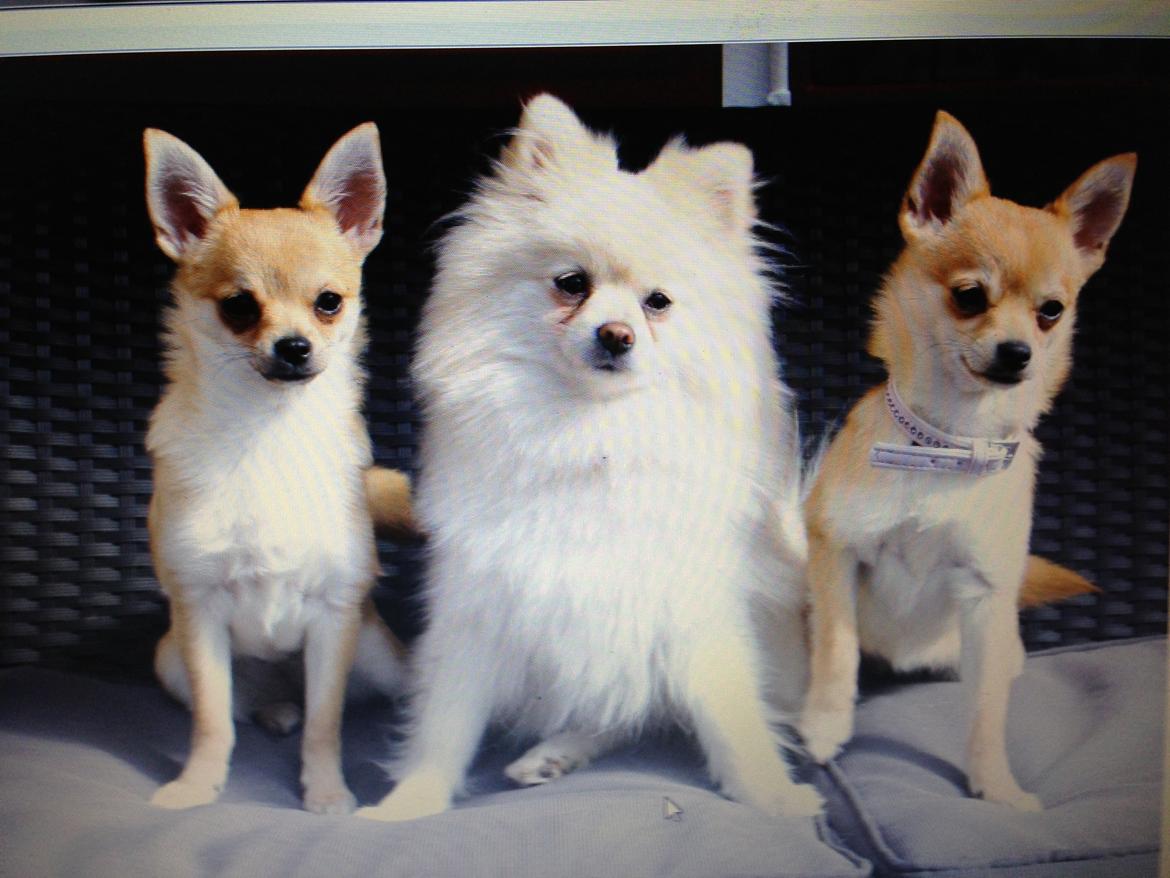 Pomeranian Saby:) (MIN) billede 20