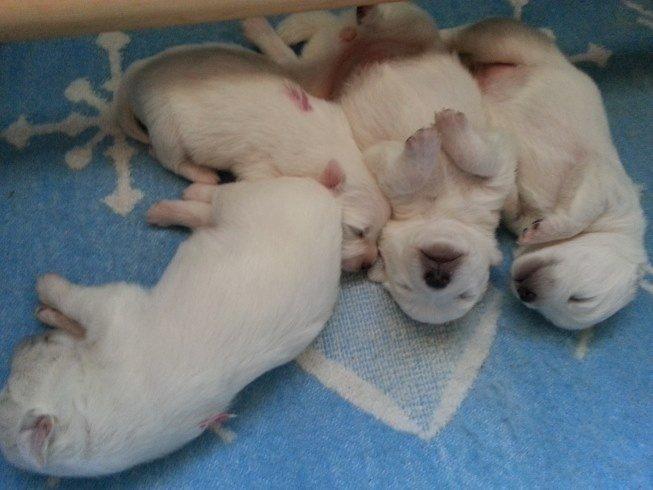 Japansk spids Hollie billede 1