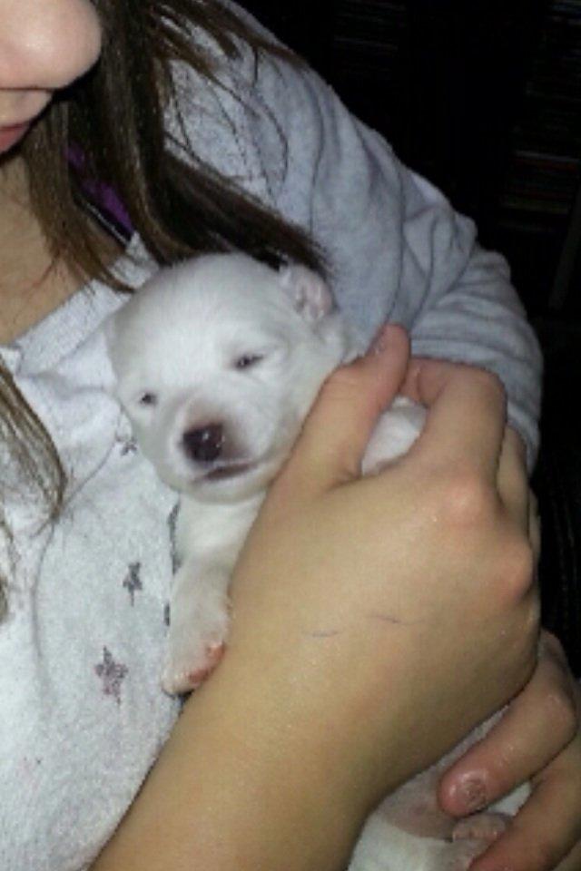 Japansk spids Hollie billede 2