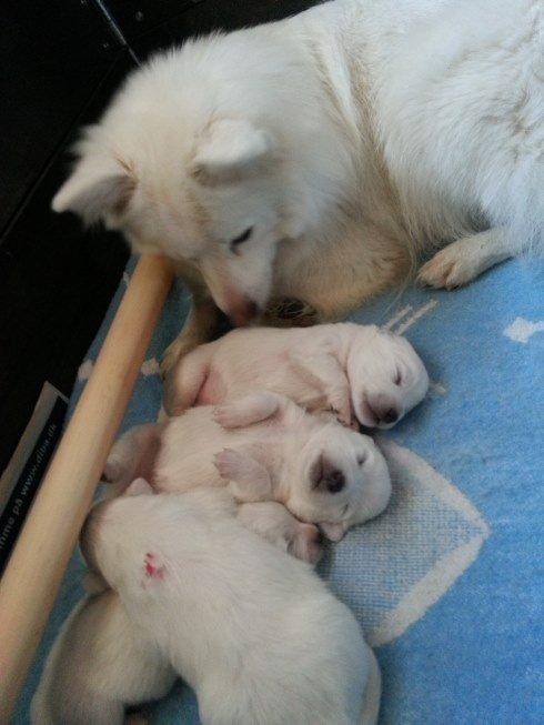 Japansk spids Hollie billede 3