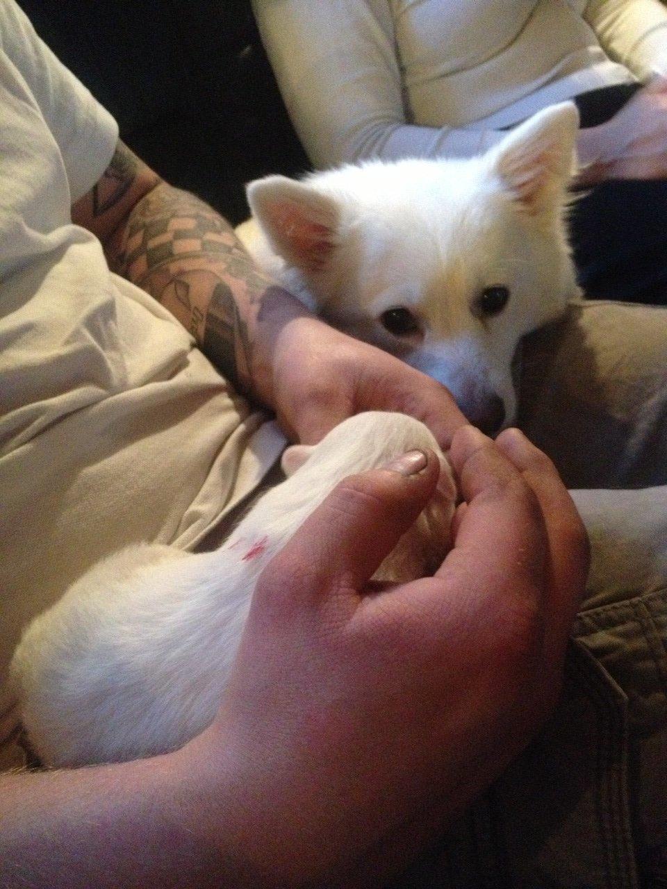 Japansk spids Hollie billede 4