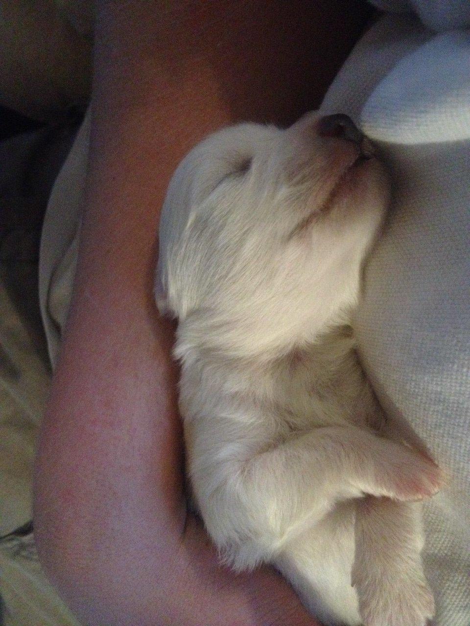 Japansk spids Hollie billede 5