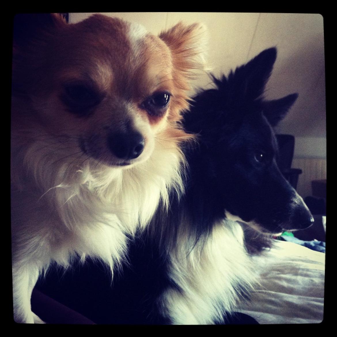 Chihuahua Tivi - dejlige hunde <3 billede 8