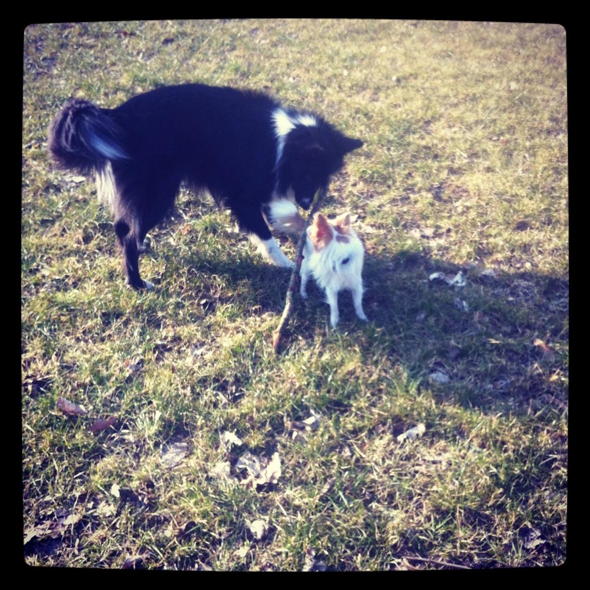 Chihuahua Tivi - tor og "rotten" <3 billede 9