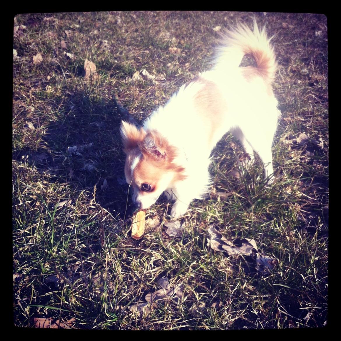 Chihuahua Tivi billede 10