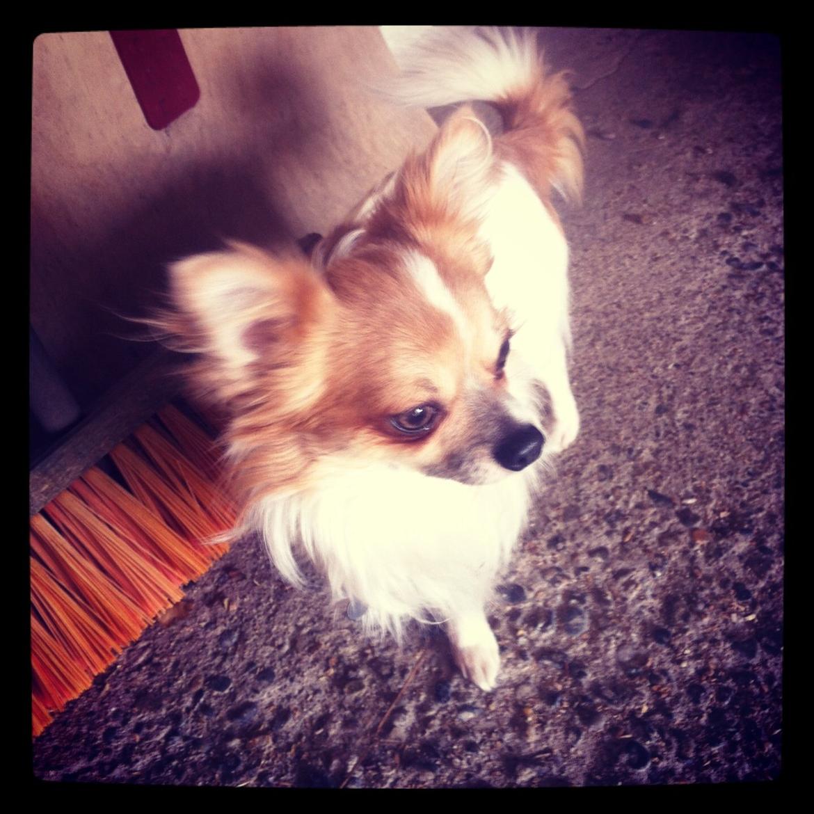 Chihuahua Tivi - tak fordi i kigger med! billede 1